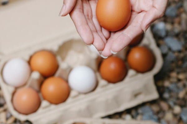 One necessity for living off the grid: Having Fresh Poultry and Eggs!